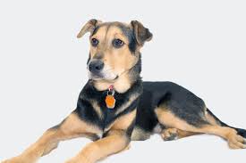 German Shepherd Labrador Mix 15 Interesting Things To Know