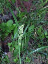 Image result for Cenchrus incertus