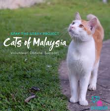 Malaysia independent animal rescue (miar) was founded in 2008 by puspa rani. Simplygiving Online Fundraising Crowdfunding Across Asia