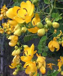 Image result for Senna bicapsularis