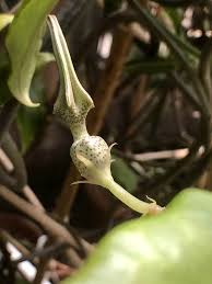 Image result for Ceropegia simplex