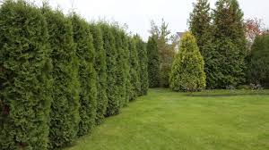 Clone your fruit trees with these 3 common household items. Fast Growing Trees For Your Garden Or Patio Earlyexperts