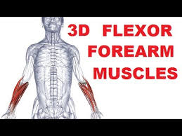 Almost every muscle constitutes one part of a pair of identical. Forearm Muscles Anatomy Anterior Compartment Flexors Part 1 Youtube