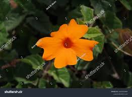 Image result for Thunbergia gregorii