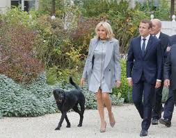 #macron se fait gifler en direct de #tain pic.twitter.com/tsxdbyo22u. Paws For Thought Macron S Dog In Video Plea For Sensible Pet Adoption