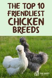 Видео look at all these chickens канала sam.u.al. The Top 10 Friendliest Chicken Breeds Of 2021