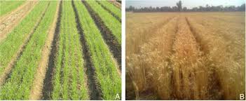 218 likes · 107 were here. Bed Planting Of Wheat Triticum Aestivum L Improves Nitrogen Use Efficiency And Grain Yield Compared To Flat Planting Sciencedirect