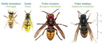 Als het veilig is, kijk goed naar de poten van de hoornaar om te zien of deze geel zijn, en maak een foto als dat mogelijk is. Aziatische Hoornaar Bouwt Europees Leger Uit En Bereikt Nu Ook Brussel Bruzz