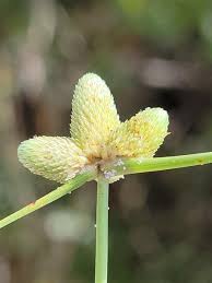 Image result for Lipocarpha