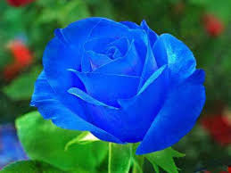 We have a massive amount of if you're looking for the best red rose wallpaper images then wallpapertag is the place to be. Cute Roses Wallpapers 01