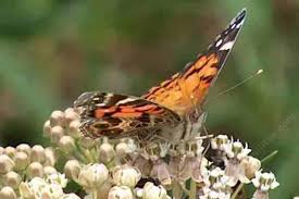 Check spelling or type a new query. American Painted Lady Butterfly