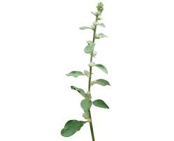 Image result for Aerva