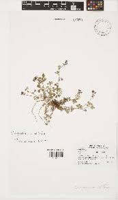 Image result for Indigofera inhambanensis