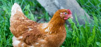 10 breeds of chicken that will lay lots of eggs for you