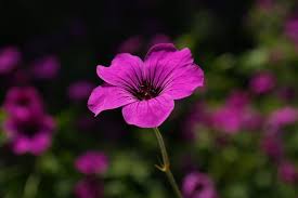 Image result for Geranium ocellatum