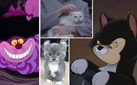Cats names inspired by movie cats. 54 Best Cat Names From Movies Tv Male And Female Cats See Pics