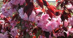 Prunus Serrulata Royal Burgundy Bg1latige Grp Scion 6m 6m Fleurs Doubles Rose Clair En Avril Feuilles Pourpres Zone Usda Rose Clair Fleurs Feuille
