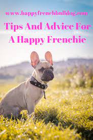 The Happy French Bulldog Dog Names Pet Sitting Business Dog Training