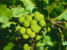 Image result for Pappea capensis