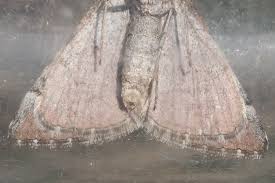 Image result for Aplocera efformata