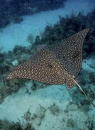 Precious Animals Like This Deserve To Be Saved If They Go Extinct So Do We Beautiful Sea Creatures Sea And Ocean Sea Animals