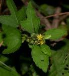 Image result for Triumfetta dekindtiana