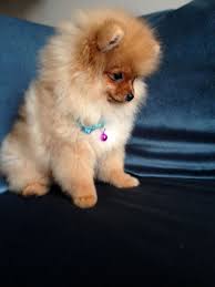 Okten Ailesinin Pomeranian Boo Deneyimleri