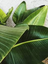 We did not find results for: Big Green Leaves By Zoa Photo