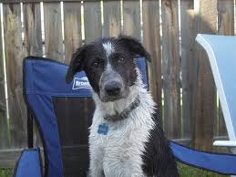 Black And White Cattle Dog Lab Mix Blue Heeler Border Collie Lab Mix Border Collie Lab Mix Heeler Mix Blue Heeler