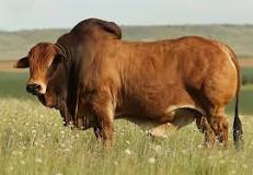 Image result for Best Bull In South Africa