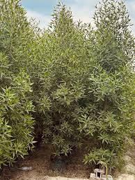 Image result for Conocarpus