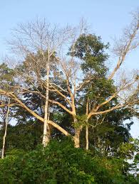 Image result for Dactyladenia gilletii