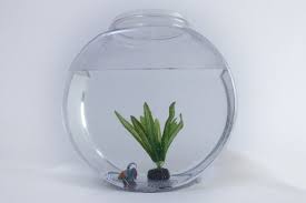 Sebelumnya kita harus tau dulu kalau fungsi co2 adalah untuk. 7 Cara Memulai Aquarium Aquascape Untuk Pemula Tokopedia Blog