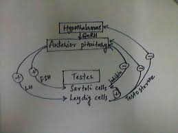 draw a flow chart to show the hormonal control of the human