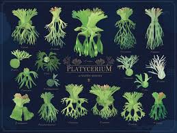 18原生種鹿角蕨插畫圖鑑 platycerium ビカクシダ 青青小樹 多肉萌 シダの庭 植物栽培 鹿角