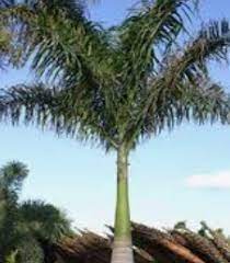 Pokok pinang kuning chyrysalidocarpus lutescens. Anim Agro Technology Jenis Jenis Pokok Palma Di Malaysia