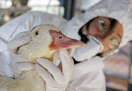 Se ha acordonado y sacrificado todas. Italia Registra Un Brote De Gripe Aviar H5n8 En La Region De Venecia Por Reuters
