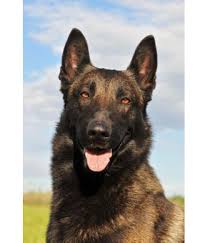 Find belgian malinois in dogs & puppies for rehoming | 🐶 find dogs and puppies locally for sale or adoption in ontario : The Belgian Malinois Shepherd Dog Journal Buy The Belgian Malinois Shepherd Dog Journal Online At Low Price In India On Snapdeal