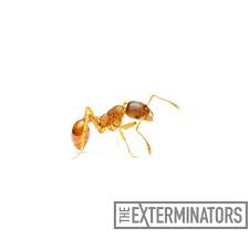 We haven't seen an ant in the place since (about 6 months). Pharaoh Ant Infestation How To Get Rid Of Pharaoh Ants