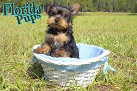 How Long Do Yorkies Live From The Dog S Paw A Bloggery Of A Rescued Dog And Cat
