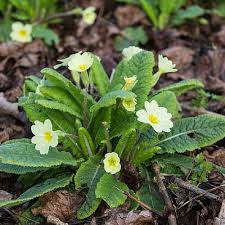 How To Plant Grow Common Primrose Primula Vulgaris Pond Informer