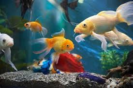 Looking for a local fish store near you? Saltwater Aquarium Shops Near Me