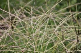 Image result for Enteropogon