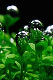 Glossostigma Elatinoides Bubbles Dew Drops Beautiful Nature Nature