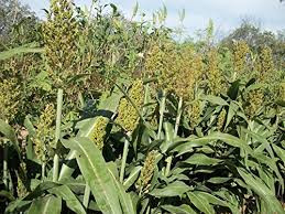 Image result for Sorghum bicolor