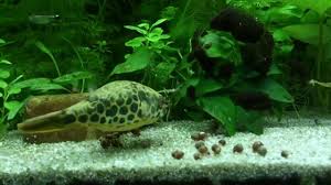 Check spelling or type a new query. Leopardkugelfisch Spotted Congo Puffer 9 Youtube
