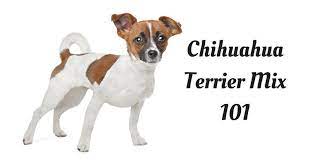 Chihuahua Terrier Mix Facts What You Need To Know Pet So Fun