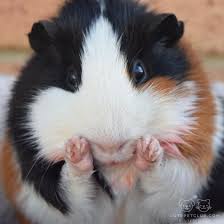 Pin On Piggies