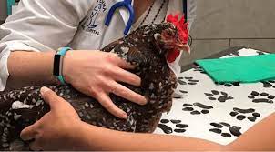 Our exotic pet vet, dr. Vet Near Me 32746 Exotic Pets Birds Small Mammals Lake Mary Fl