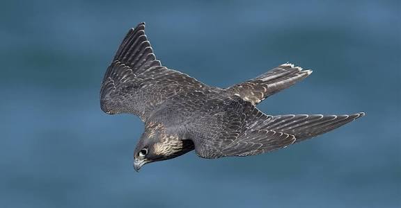 Sát thủ' nhanh nhất hành tinh, săn mồi ở tốc độ gần 400km/h - Tuổi ...